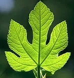 Fig Leaf Villas