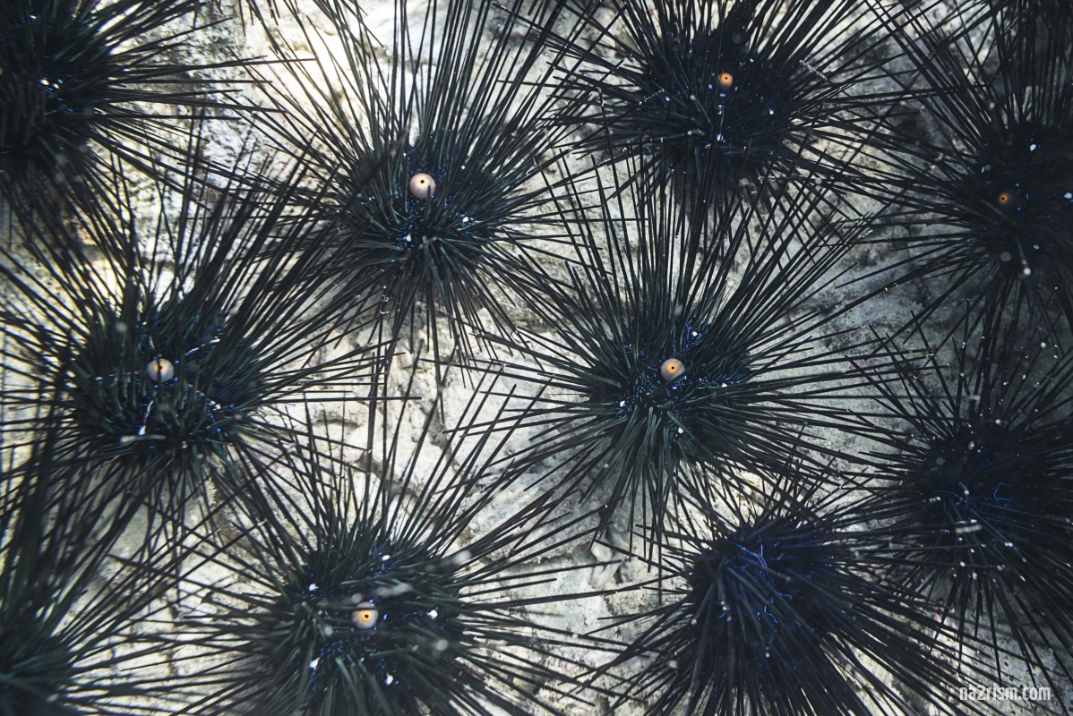 How to swim in places where sea urchins live?